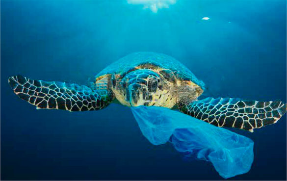 tortuga